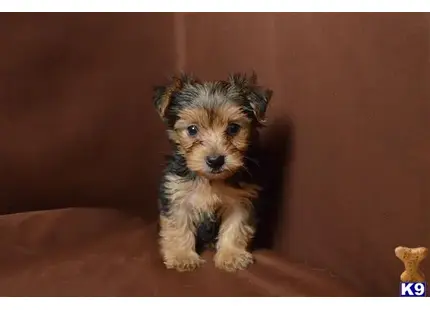 Yorkshire Terrier