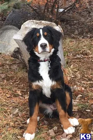 Bernese Mountain Dog female dog