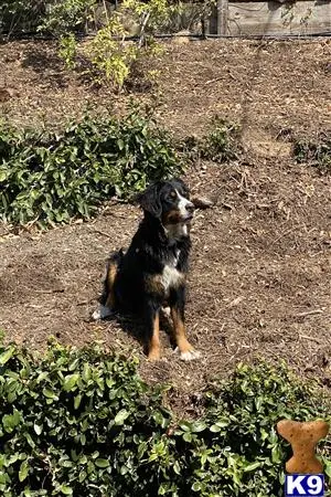 Bernese Mountain Dog female dog