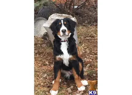 Bernese Mountain Dog