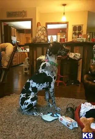 Great Dane female dog