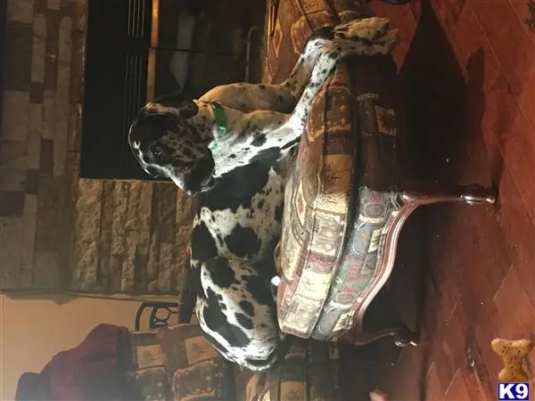 Great Dane female dog