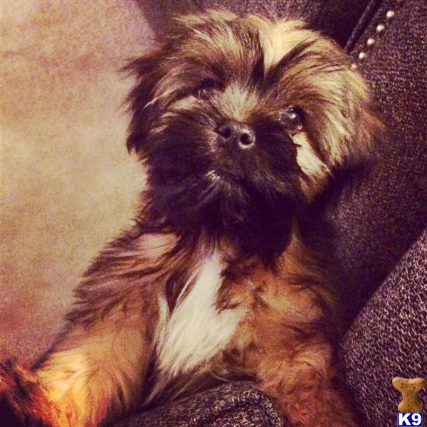 Shih Tzu dog