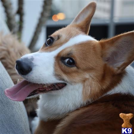 Pembroke Welsh Corgi stud dog