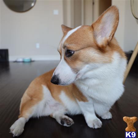 Pembroke Welsh Corgi stud dog