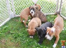 boxer puppy posted by danicockapo