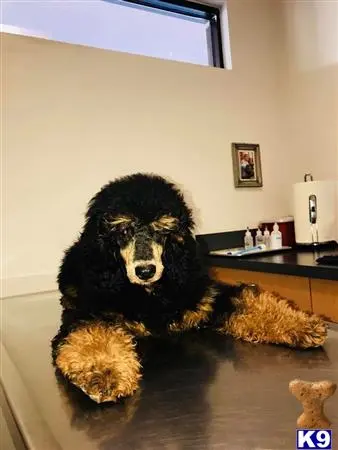 Poodle stud dog: a poodle dog sitting on a table