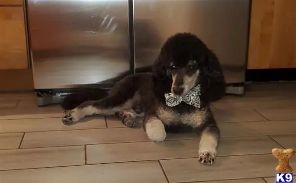 Poodle stud dog: a poodle dog lying on the floor