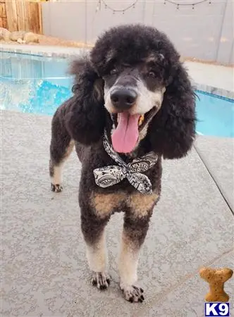 Poodle stud dog: a poodle dog wearing a bow tie