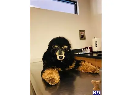 Poodle stud dog: a poodle dog sitting on a table