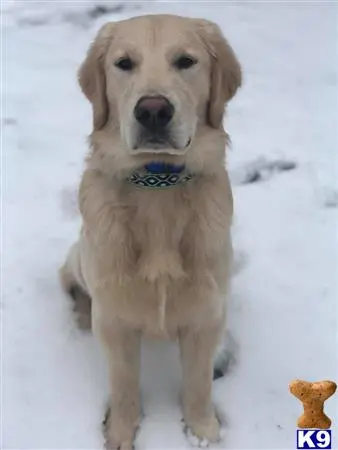 Golden Retriever stud dog