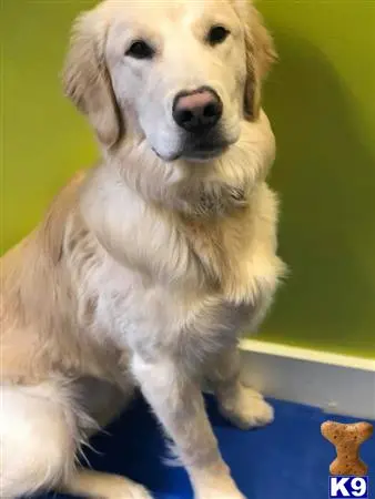 Golden Retriever stud dog