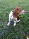 beagle puppy posted by danielhernandez