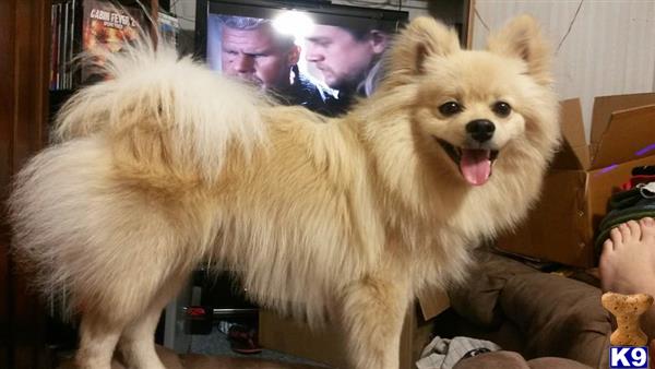 pomeranian stud fee pomeranian stud casper 4 years pomeranian stud fee pomeranian stud casper 4 years