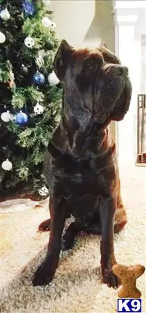 Cane Corso stud dog