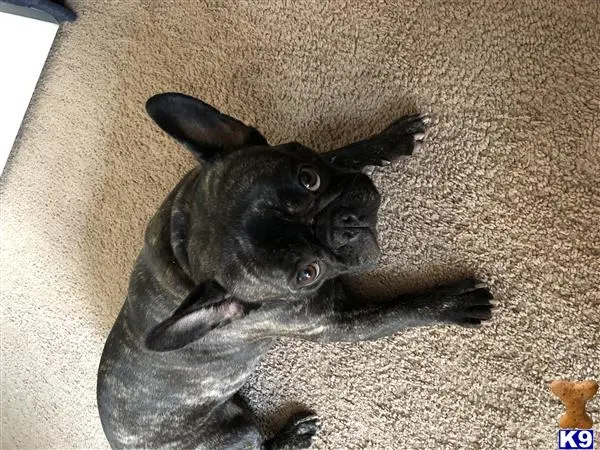 French Bulldog