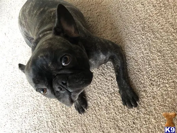 French Bulldog female dog