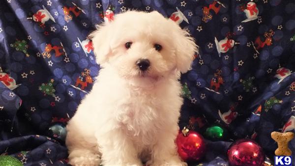 Bichon Frise