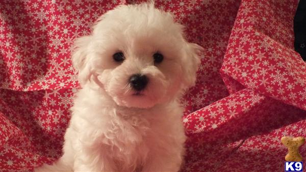 Bichon Frise