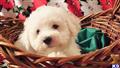 bichon frise puppy posted by daniellerobinette