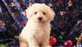 bichon frise puppy posted by daniellerobinette