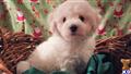 bichon frise puppy posted by daniellerobinette