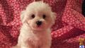 bichon frise puppy posted by daniellerobinette