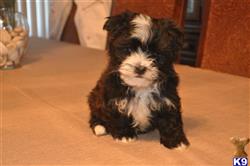 havanese puppy posted by danielpap