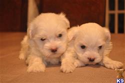 havanese puppy posted by danielpap
