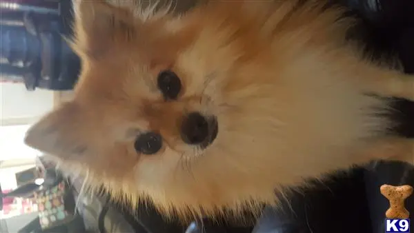 Pomeranian stud dog