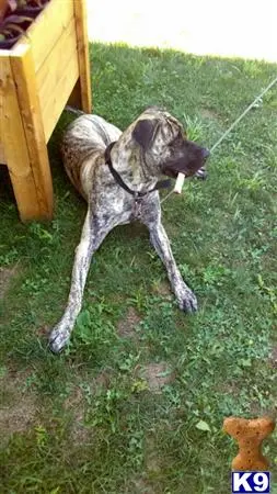 Mastiff stud dog