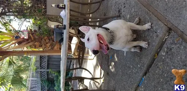 Bull Terrier stud dog