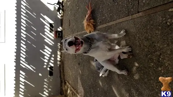 Bull Terrier stud dog