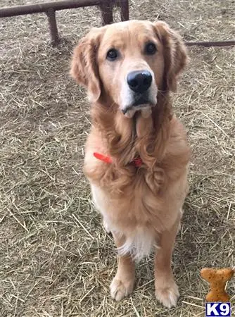 Golden Retriever stud dog