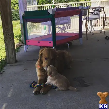 Golden Retriever stud dog