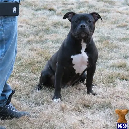 American Bully stud dog