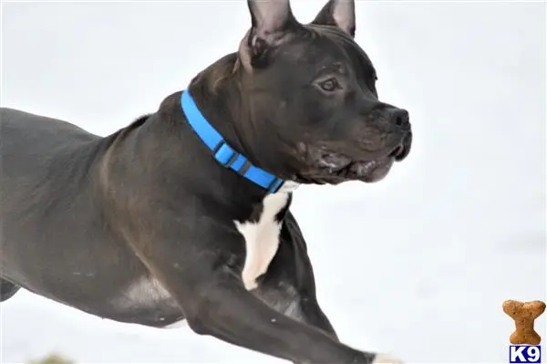 American Bully stud dog