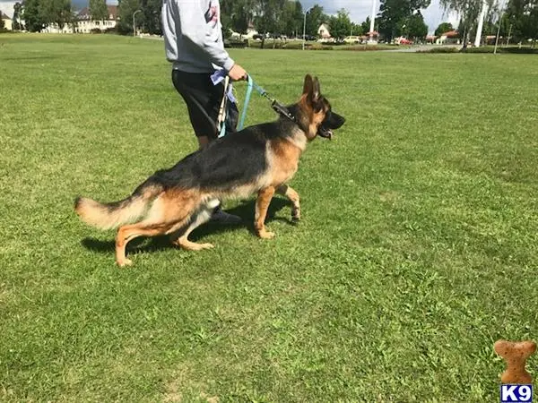 German Shepherd stud dog