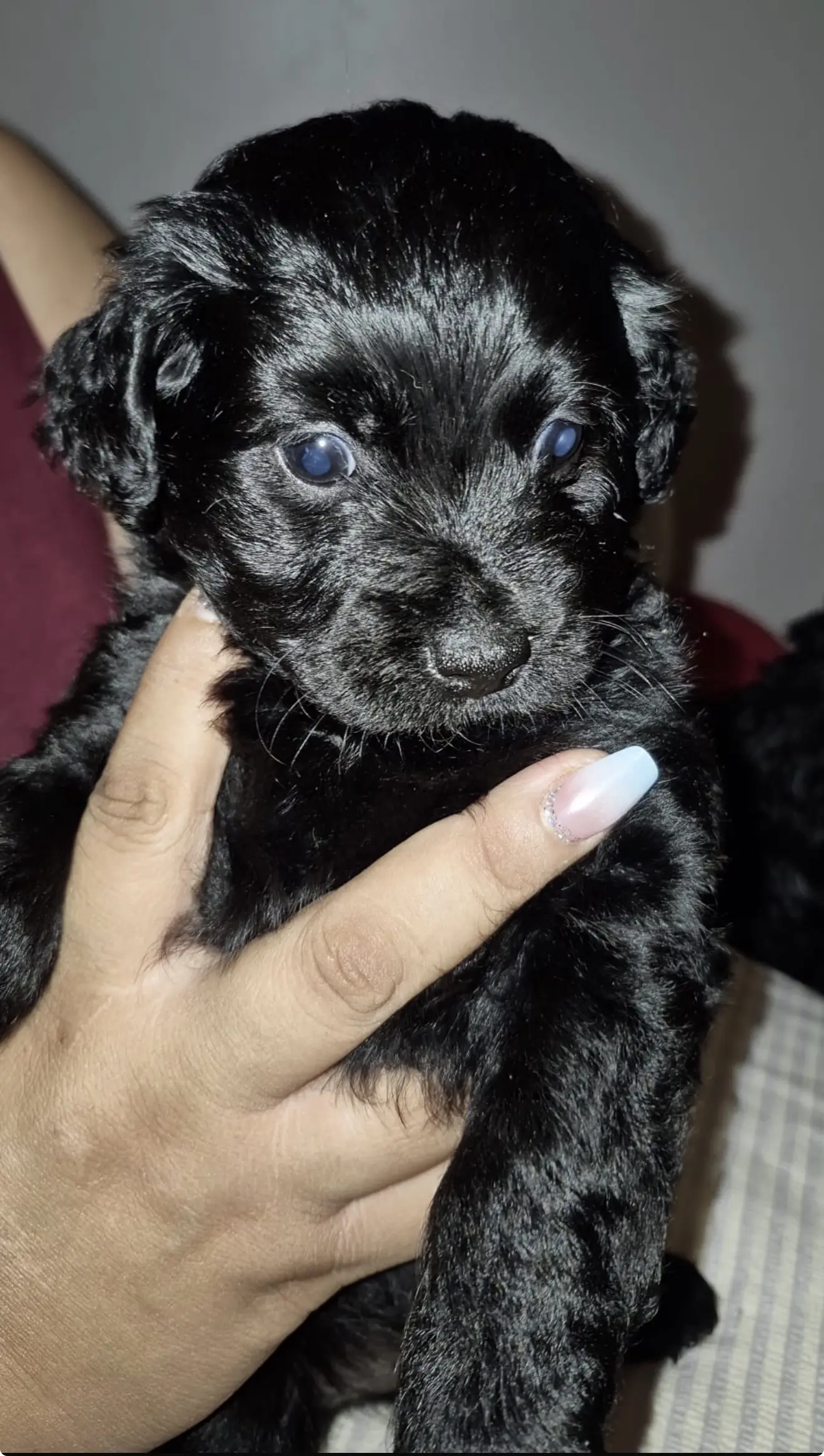 Poodle puppy for sale: Black Poodle puppy being held with blue eyes