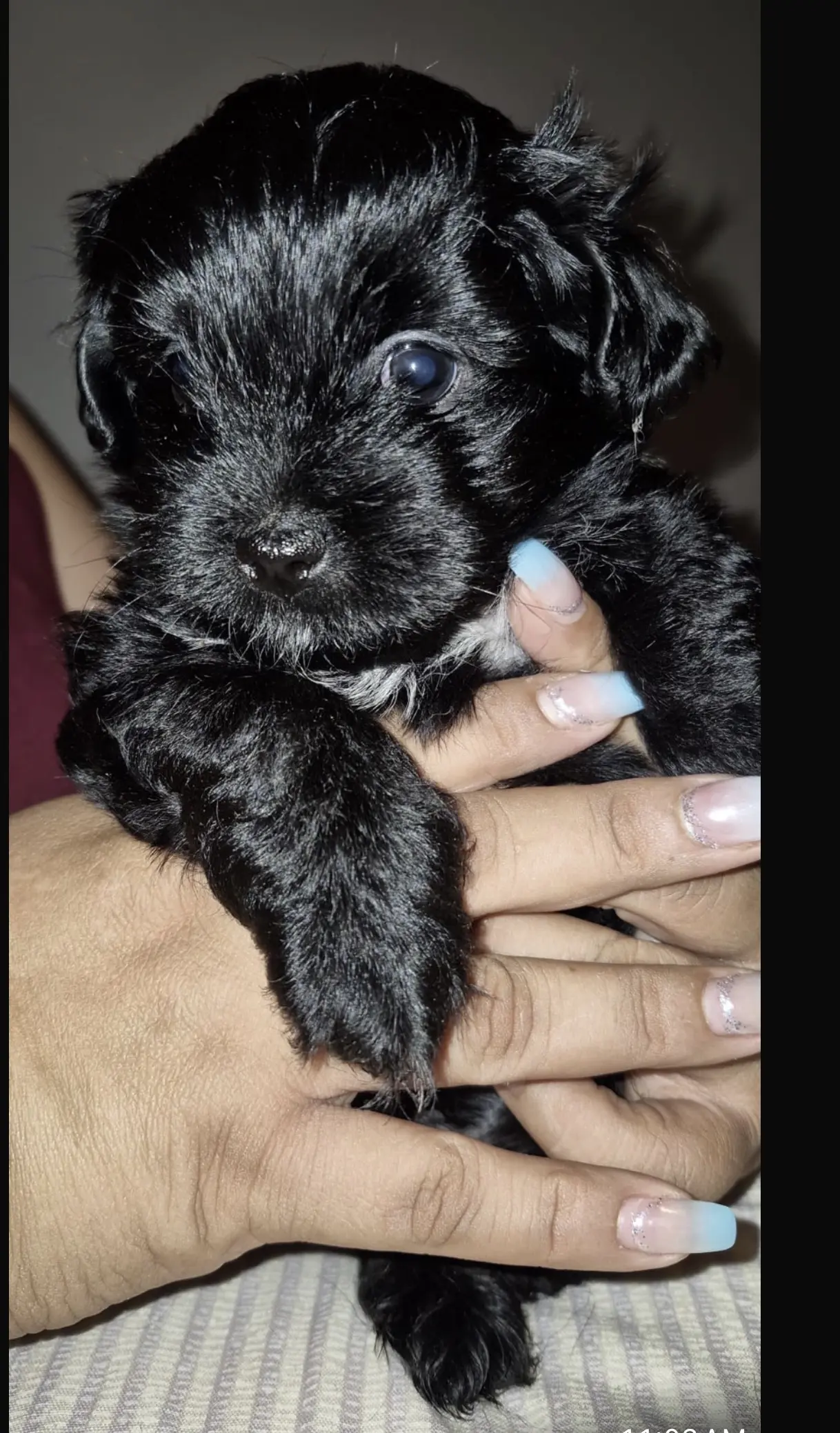 Poodle puppy for sale: Black Poodle puppy being held with soft fur and blue eyes