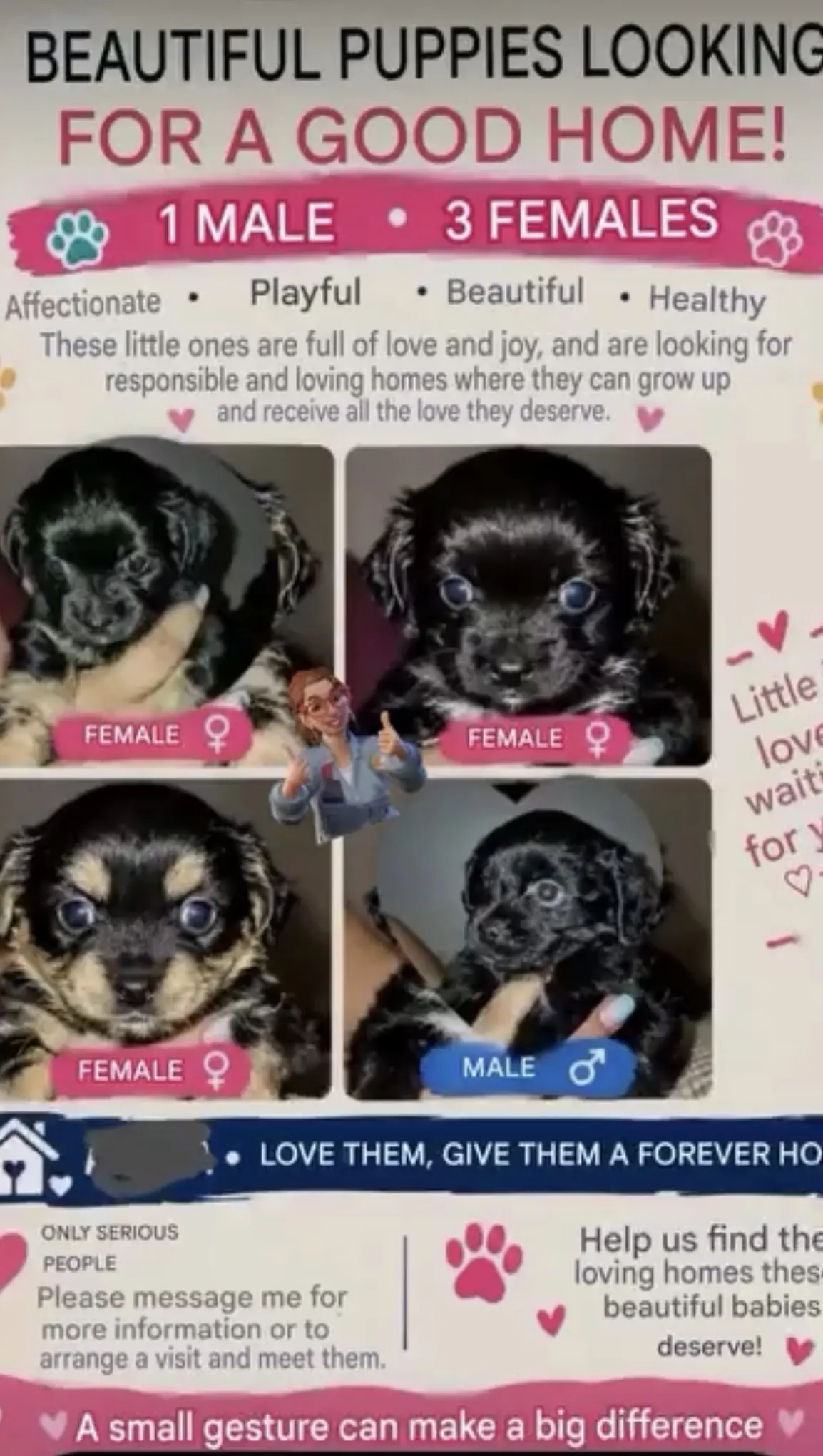 Poodle puppy for sale: Four puppies with fluffy coats and bright eyes in a cozy setting