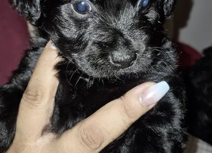 Poodle puppy for sale: Black Poodle puppy being held with blue eyes