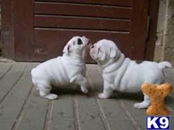 english bulldog puppy posted by daniscot