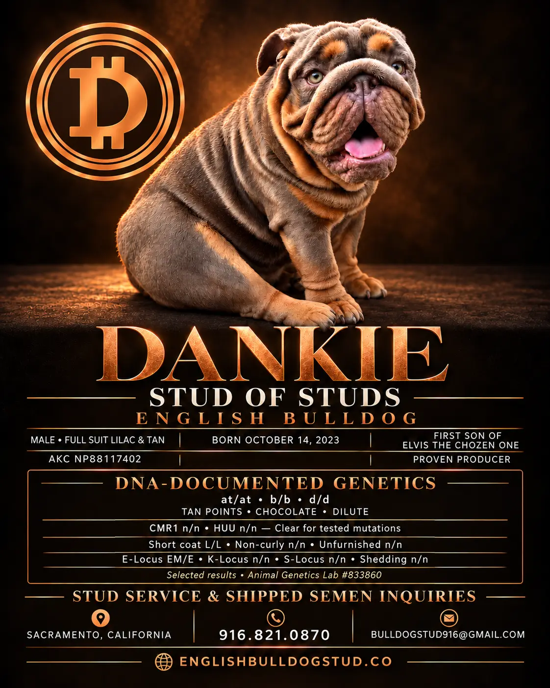 English Bulldog stud dog: Brindle English Bulldog sitting proudly with a chocolate background