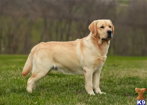 Labrador Retriever stud dog: a labrador retriever dog standing in a grassy area