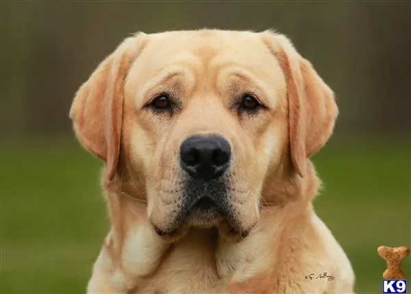 Labrador Retriever stud dog: a labrador retriever dog looking at the camera