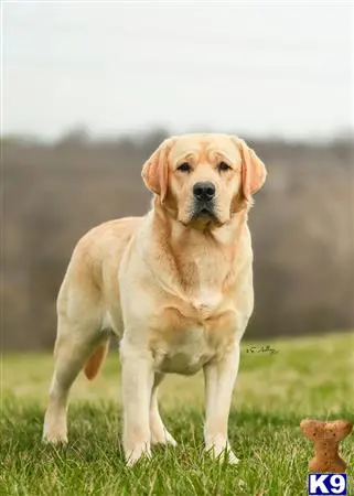 Labrador Retriever stud dog: a labrador retriever dog standing in a grassy area