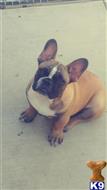 french bulldog puppy posted by danna3