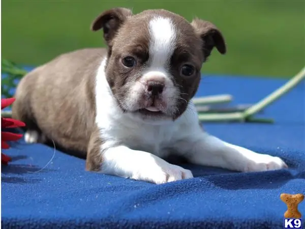 Boston Terrier puppy for sale