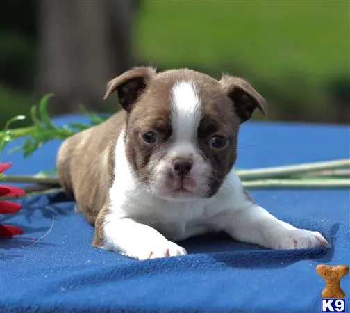 Boston Terrier puppy for sale